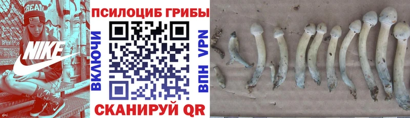 продажа наркотиков  гидра ССЫЛКА  Галлюциногенные грибы Cubensis  Кувандык 